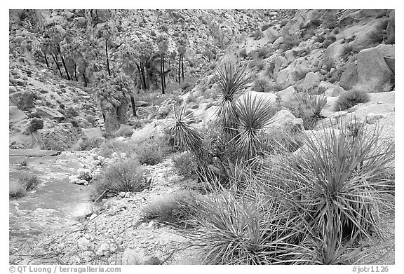 Lost Palm Oasis. Joshua Tree National Park (black and white)
