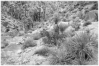 Lost Palm Oasis. Joshua Tree National Park, California, USA. (black and white)