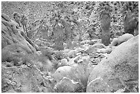 Lost Palm Oasis. Joshua Tree National Park, California, USA. (black and white)