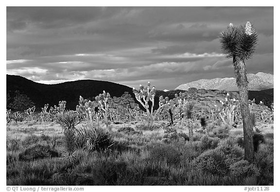 Joshua tree forest near Hidden Valley. Joshua Tree National Park, California, USA.