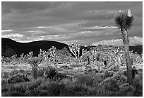 Joshua tree forest near Hidden Valley. Joshua Tree National Park, California, USA. (black and white)