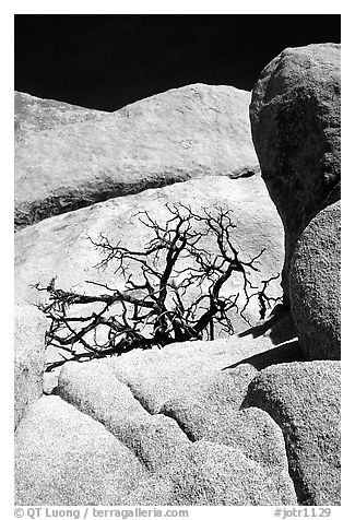 Bare bush and rocks in Hidden Valley. Joshua Tree National Park, California, USA.