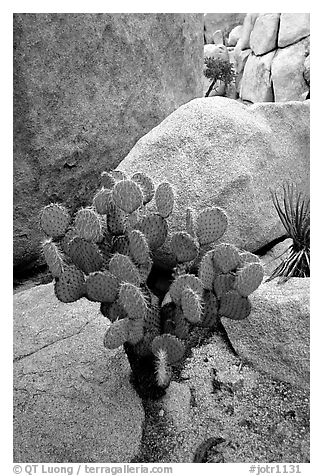 Beavertail Cactus and rocks. Joshua Tree National Park (black and white)