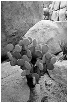 Beavertail Cactus and rocks. Joshua Tree National Park, California, USA. (black and white)