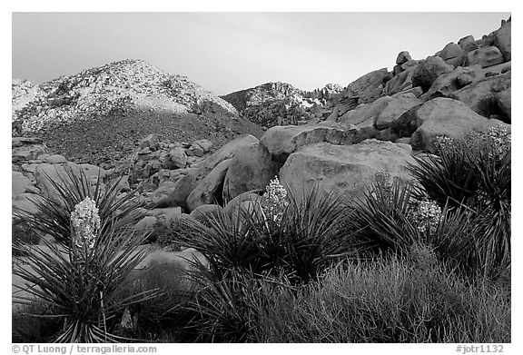 Yuccas and rocks in Rattlesnake Canyon. Joshua Tree National Park (black and white)