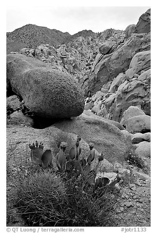 Barrel and beavertail cacti in Rattlesnake Canyon. Joshua Tree National Park (black and white)