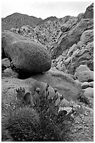 Barrel and beavertail cacti in Rattlesnake Canyon. Joshua Tree National Park, California, USA. (black and white)