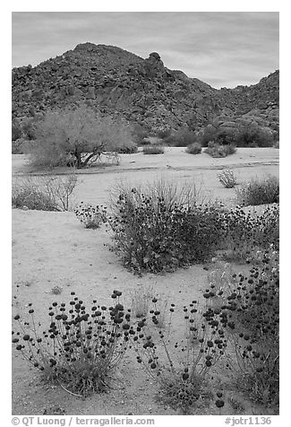 Desert wildflowers in bloom on sandy flat. Joshua Tree National Park (black and white)