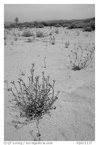 Wildflowers in bloom on sandy wash. Joshua Tree National Park, California, USA.