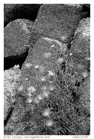 Purple flowers and rocks. Joshua Tree National Park (black and white)