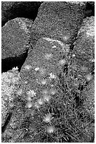 Purple flowers and rocks. Joshua Tree National Park ( black and white)