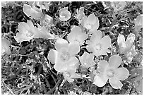 Blazing Star flowers. Joshua Tree National Park, California, USA. (black and white)