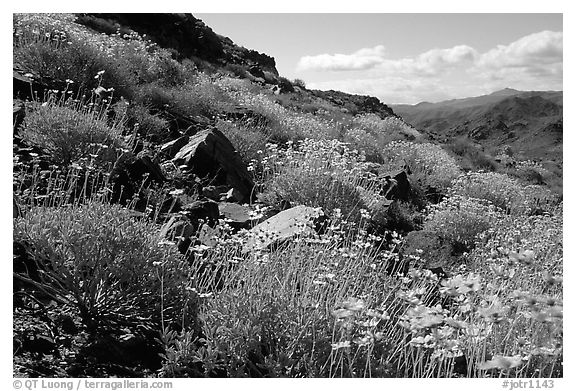 Beavertail cactus and brittlebush. Joshua Tree National Park, California, USA.