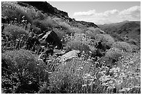 Beavertail cactus and brittlebush. Joshua Tree National Park, California, USA. (black and white)