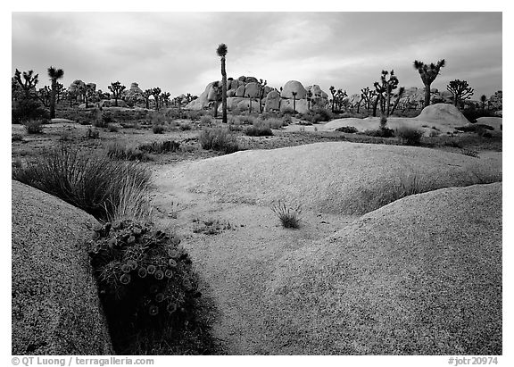 Claret Cup Cactus, rock slabs, and Joshua trees, sunset. Joshua Tree  National Park (black and white)