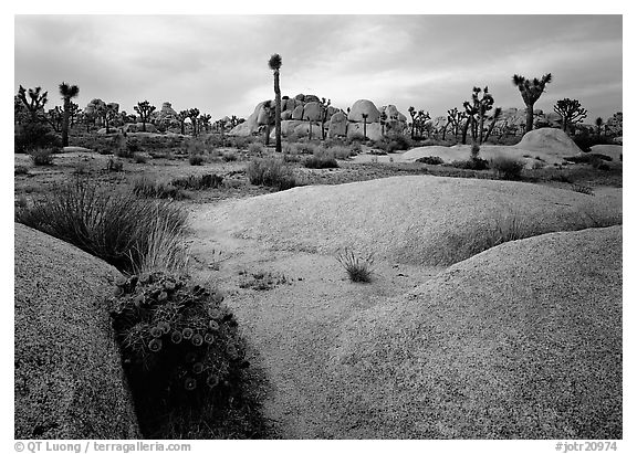 Claret Cup Cactus, rock slabs, and Joshua trees, sunset. Joshua Tree National Park (black and white)