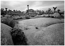 Claret Cup Cactus, rock slabs, and Joshua trees, sunset. Joshua Tree National Park ( black and white)