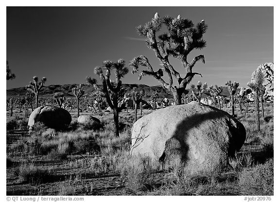 Boulders and Joshua Trees, early morning. Joshua Tree National Park, California, USA.