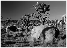 Boulders and Joshua Trees, early morning. Joshua Tree National Park, California, USA. (black and white)