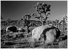 Boulders and Joshua Trees, early morning. Joshua Tree National Park ( black and white)