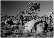 Boulders and Joshua Trees, early morning. Joshua Tree  National Park ( black and white)