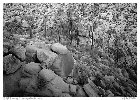 Boulders and palm trees, Lost Palm Oasis. Joshua Tree National Park (black and white)