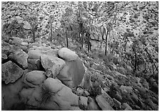 Boulders and  palm trees, Lost Palm Oasis. Joshua Tree  National Park ( black and white)