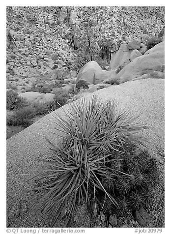 Sotol and cactus above Lost Palm Oasis. Joshua Tree National Park (black and white)