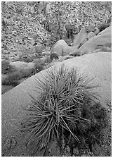 Sotol and cactus above Lost Palm Oasis. Joshua Tree  National Park ( black and white)