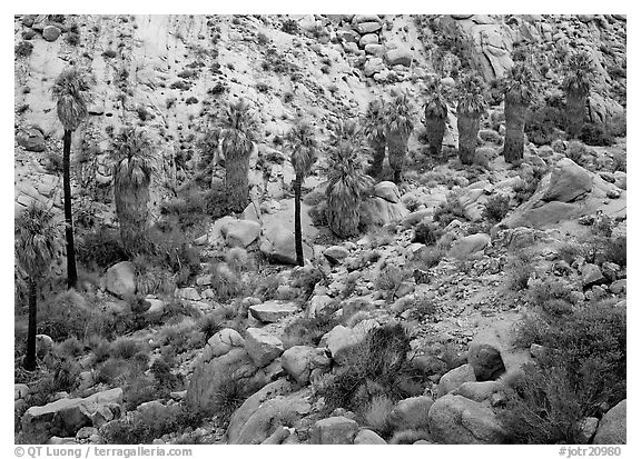 Native California Fan Palm trees in Lost Palm oasis. Joshua Tree National Park (black and white)