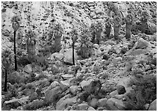 Native California Fan Palm trees in Lost Palm oasis. Joshua Tree National Park ( black and white)