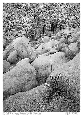 Sotol on boulder above Lost Palm Oasis. Joshua Tree  National Park (black and white)