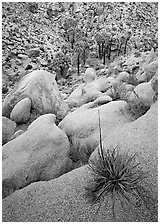 Sotol on boulder above Lost Palm Oasis. Joshua Tree National Park ( black and white)