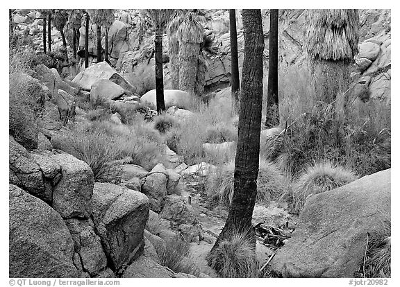 Lost Palm Oasis with California fan palm trees. Joshua Tree National Park (black and white)