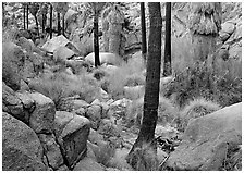 Lost Palm Oasis with California fan palm trees. Joshua Tree  National Park ( black and white)