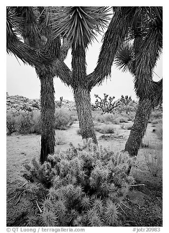 Cholla cactus at the base of Joshua Trees. Joshua Tree National Park (black and white)