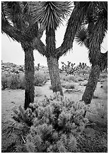 Cholla cactus at the base of Joshua Trees. Joshua Tree National Park, California, USA. (black and white)