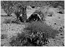 Variety of desert plants. Joshua Tree National Park, California, USA. (black and white)