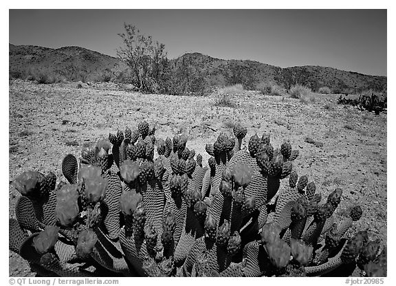 Beaver tail cactus with bright pink blooms. Joshua Tree National Park, California, USA.