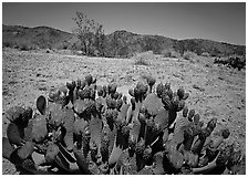 Beaver tail cactus with bright pink blooms. Joshua Tree National Park, California, USA. (black and white)