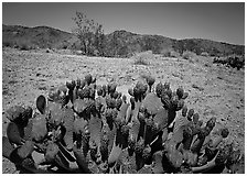 Beaver tail cactus with bright pink blooms. Joshua Tree  National Park ( black and white)