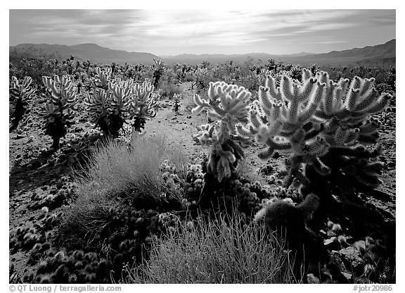 Forest of Cholla cactus. Joshua Tree National Park (black and white)