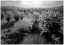 Forest of Cholla cactus. Joshua Tree National Park, California, USA. (black and white)