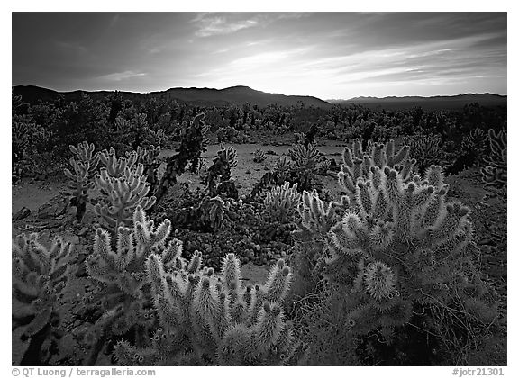 Cholla cactus garden, sunrise. Joshua Tree  National Park (black and white)