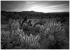 Cholla cactus garden, sunrise. Joshua Tree  National Park ( black and white)