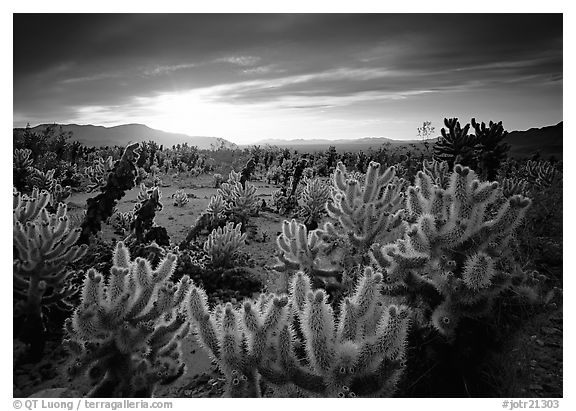 Cholla cactus garden, sunrise. Joshua Tree National Park, California, USA.