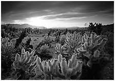 Cholla cactus garden, sunrise. Joshua Tree National Park ( black and white)