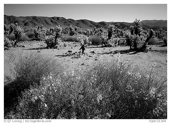 Desert Senna and Chola cactus. Joshua Tree National Park (black and white)