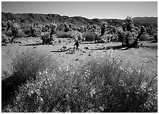 Desert Senna and Chola cactus. Joshua Tree National Park ( black and white)