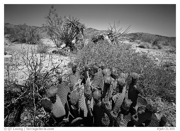 Beavertail Cactus in bloom. Joshua Tree National Park (black and white)